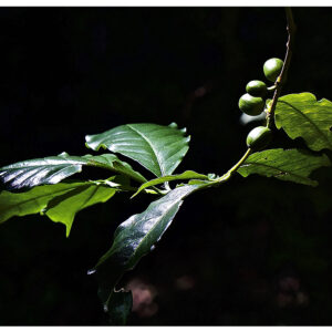 Fotografía Naturaleza