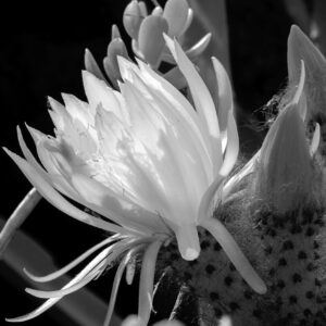 Fotografía Naturaleza