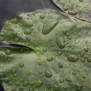 Fotografía Naturaleza
