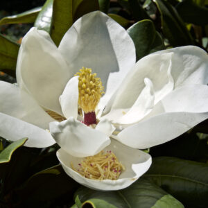 Fotografía Naturaleza
