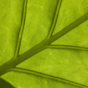 Fotografía Naturaleza