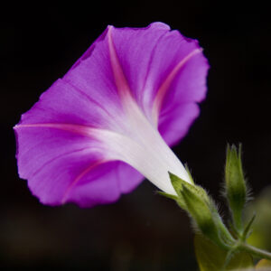 Fotografía Naturaleza