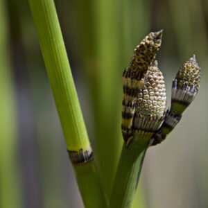 Fotografía Naturaleza